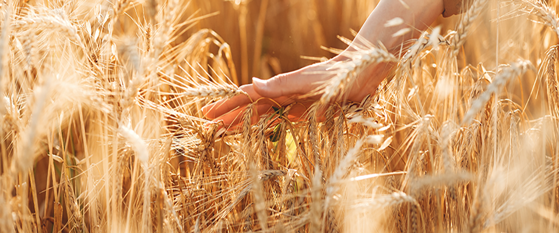Coltivazione ceralicola